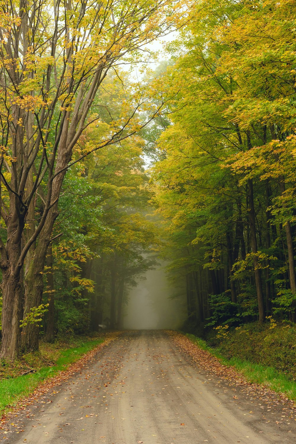 pathway between green trees during daytime