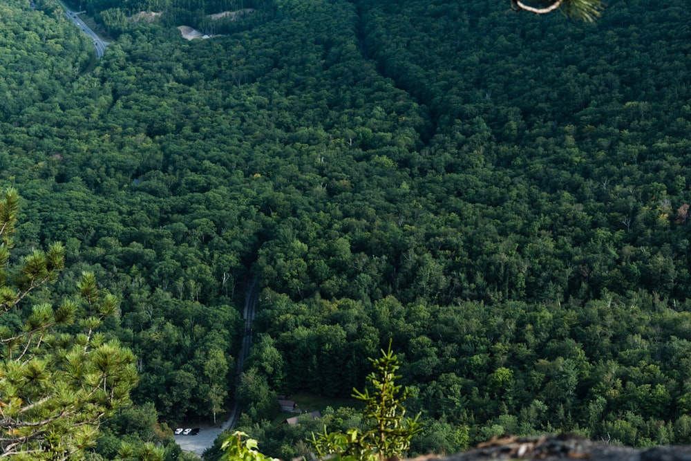 green trees on mountain during daytime