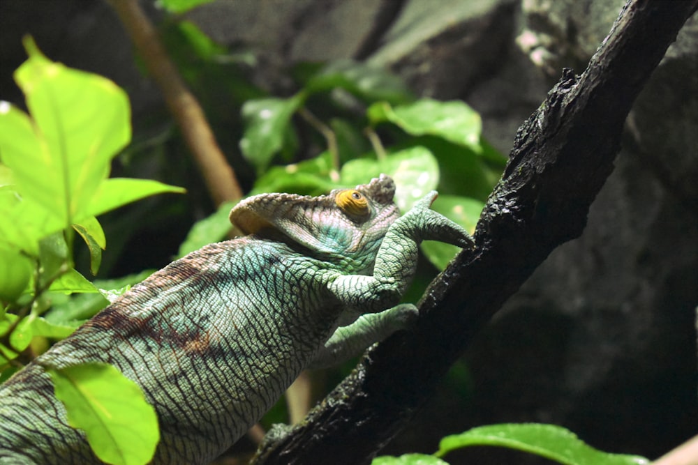 green chameleon on brown tree branch