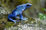 A vibrant blue frog with black spots rests on a wet, moss-covered rock in a natural setting. Its skin appears smooth and shiny, highlighted by the glistening water on the rock. The background features blurred greenery and indicates a lush, damp habitat.