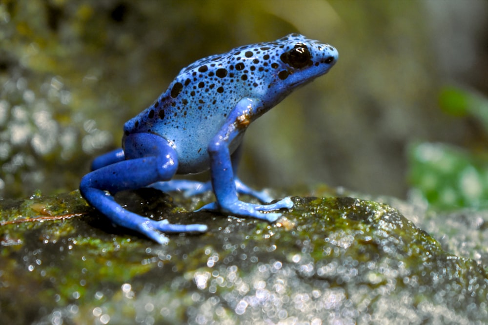 Rana azul y blanca sobre musgo verde