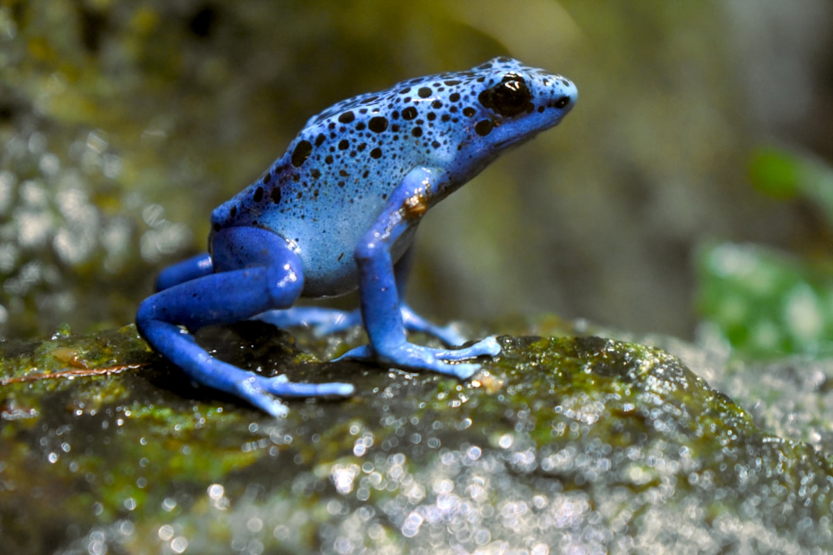 Poisonous Frogs