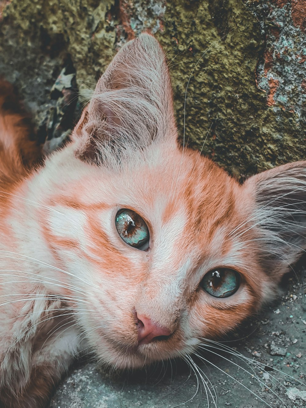 orange tabby cat lying on black concrete floor