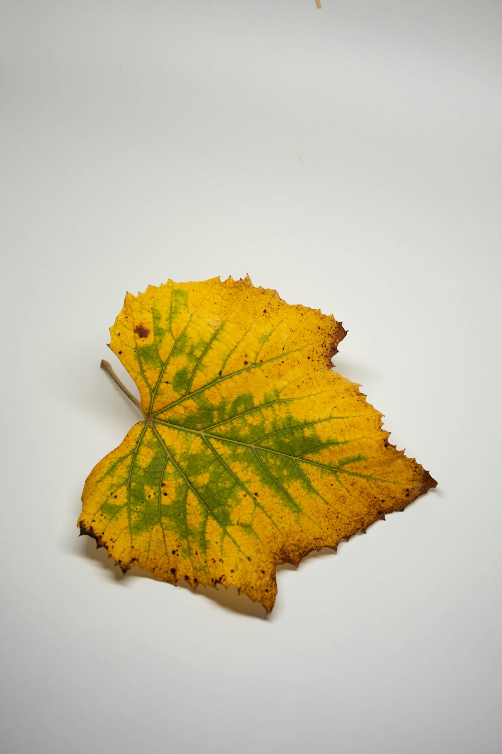 yellow maple leaf on white surface