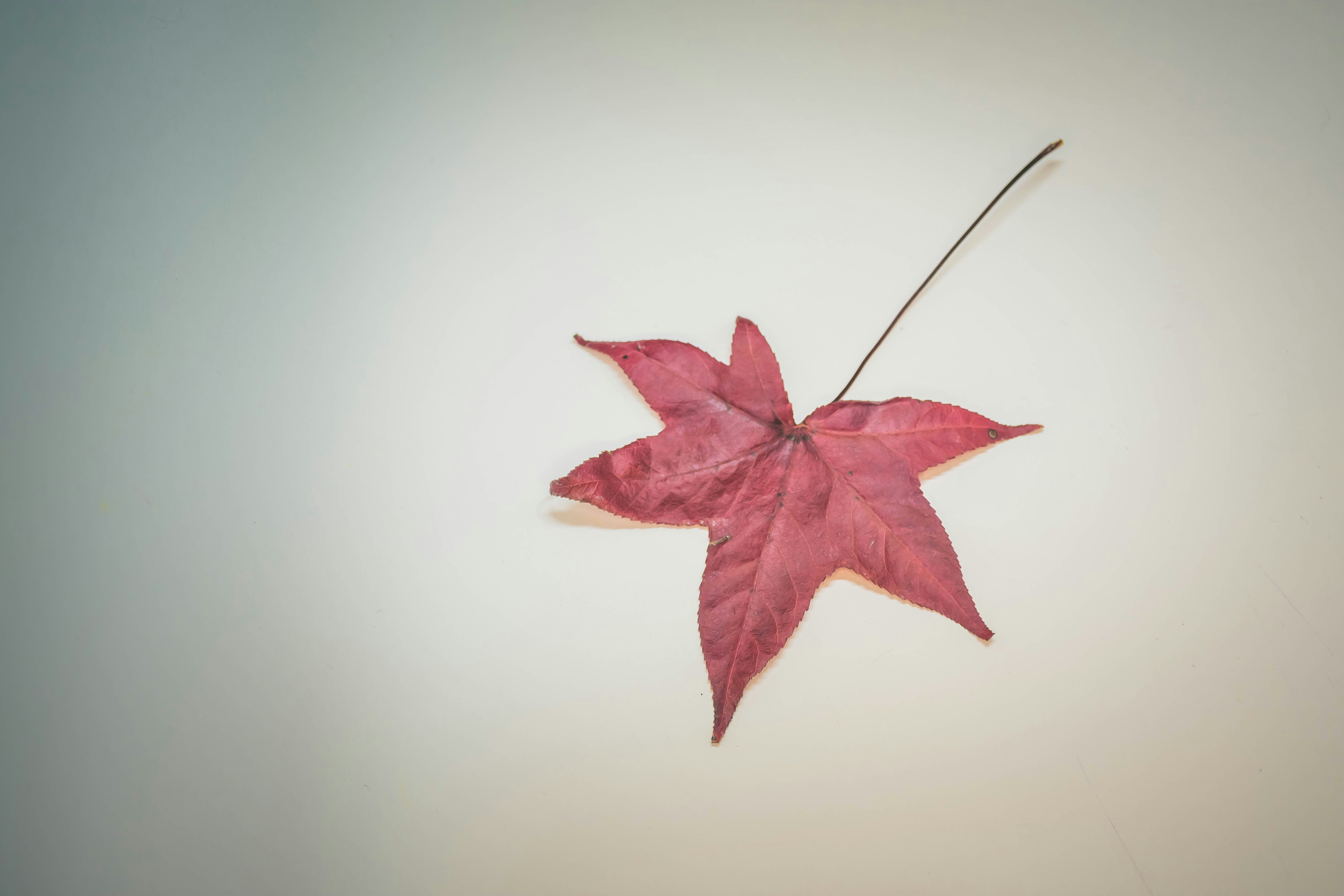 Photo by lucasgwendt