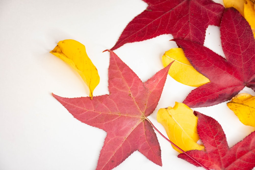 red and yellow leaves on white surface