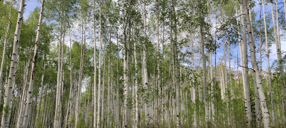 green trees under blue sky during daytime