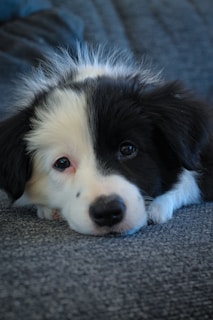 black and white border collie puppy lying on gray carpet