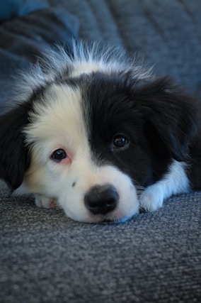 black and white border collie puppy lying on gray carpet