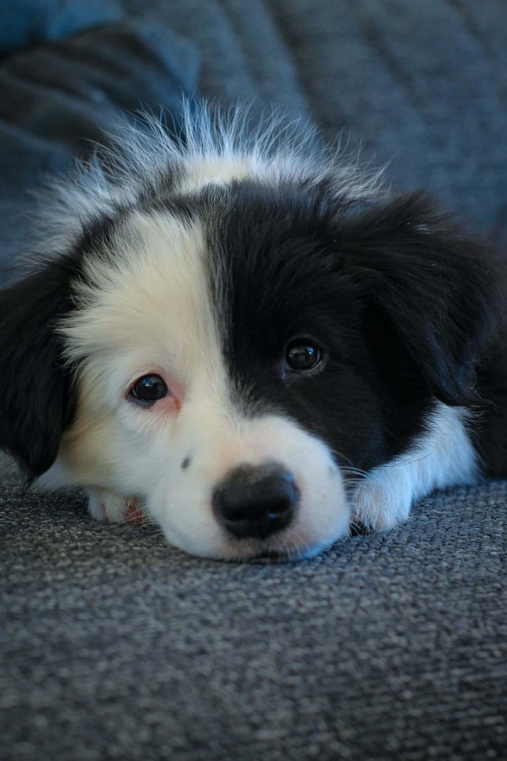black and white border collie puppy lying on gray carpet