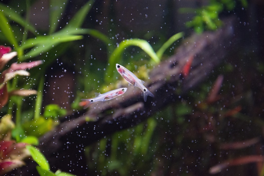 white and red fish in water