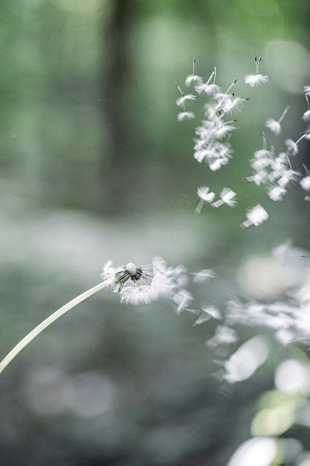 white flower in tilt shift lens