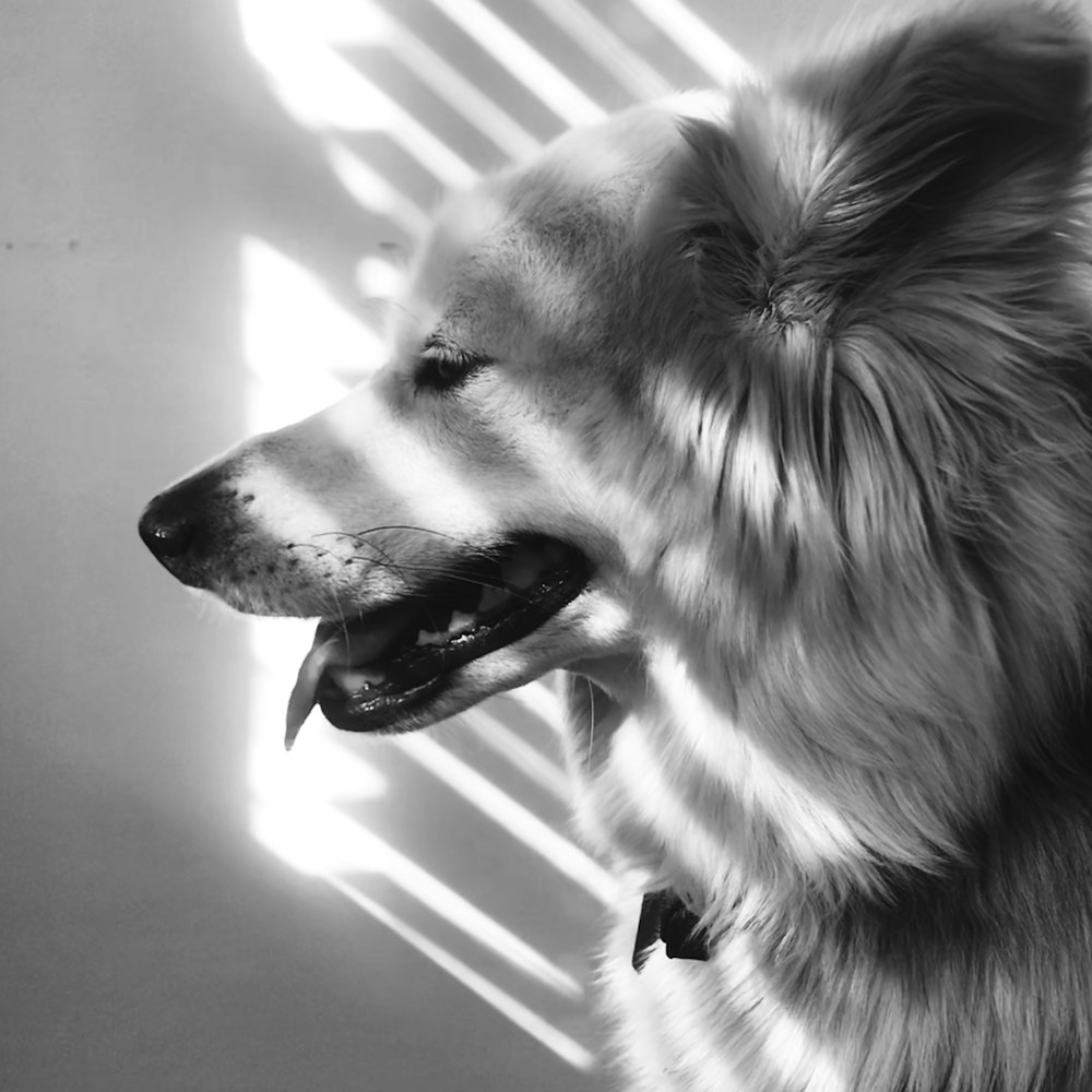 grayscale photo of a dog