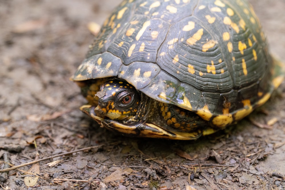 tortuga negra y marrón en el suelo