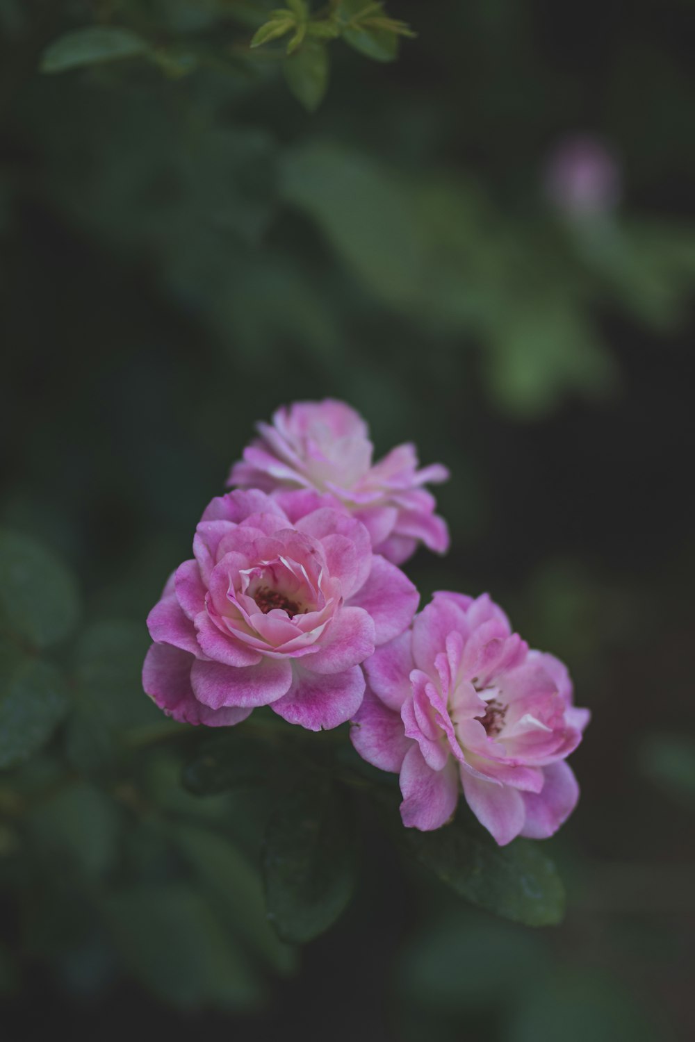 pink flower in tilt shift lens