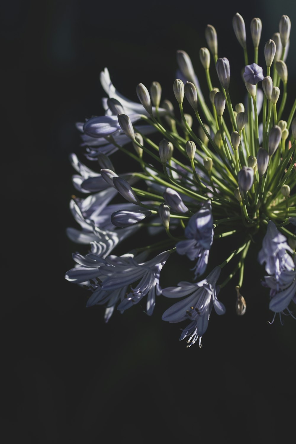 purple and white flower in black background