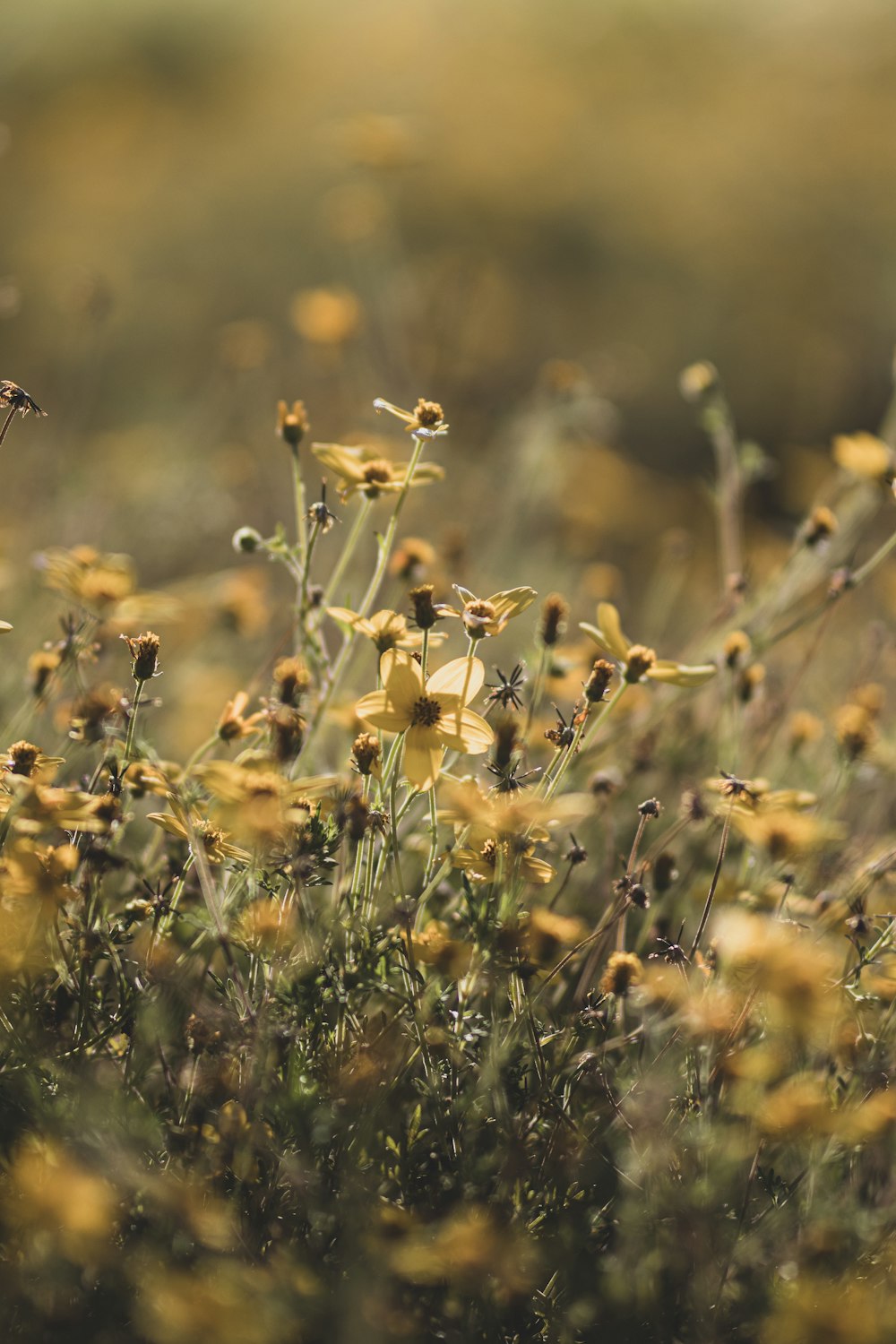 yellow flowers in tilt shift lens