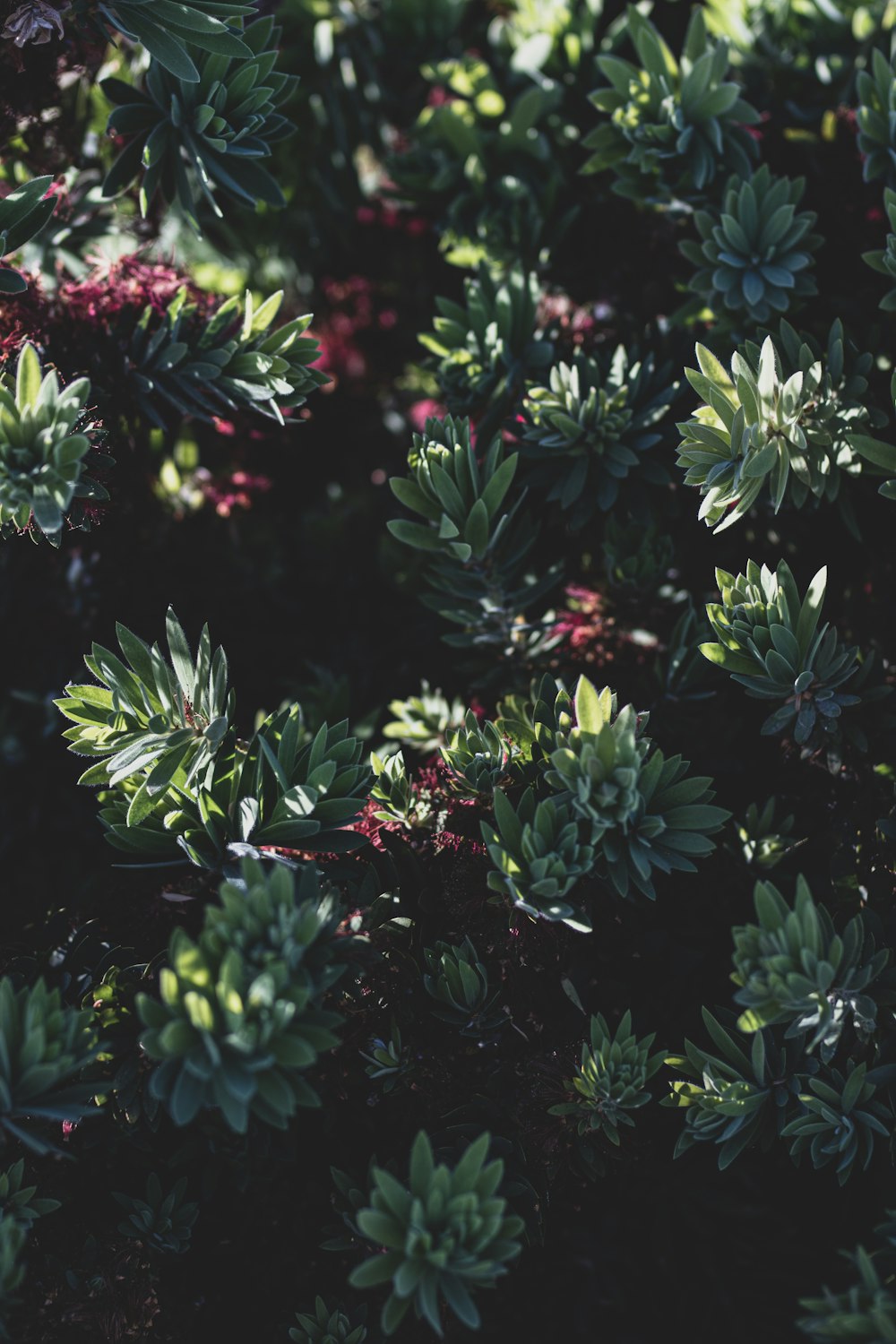 purple and green flower plant