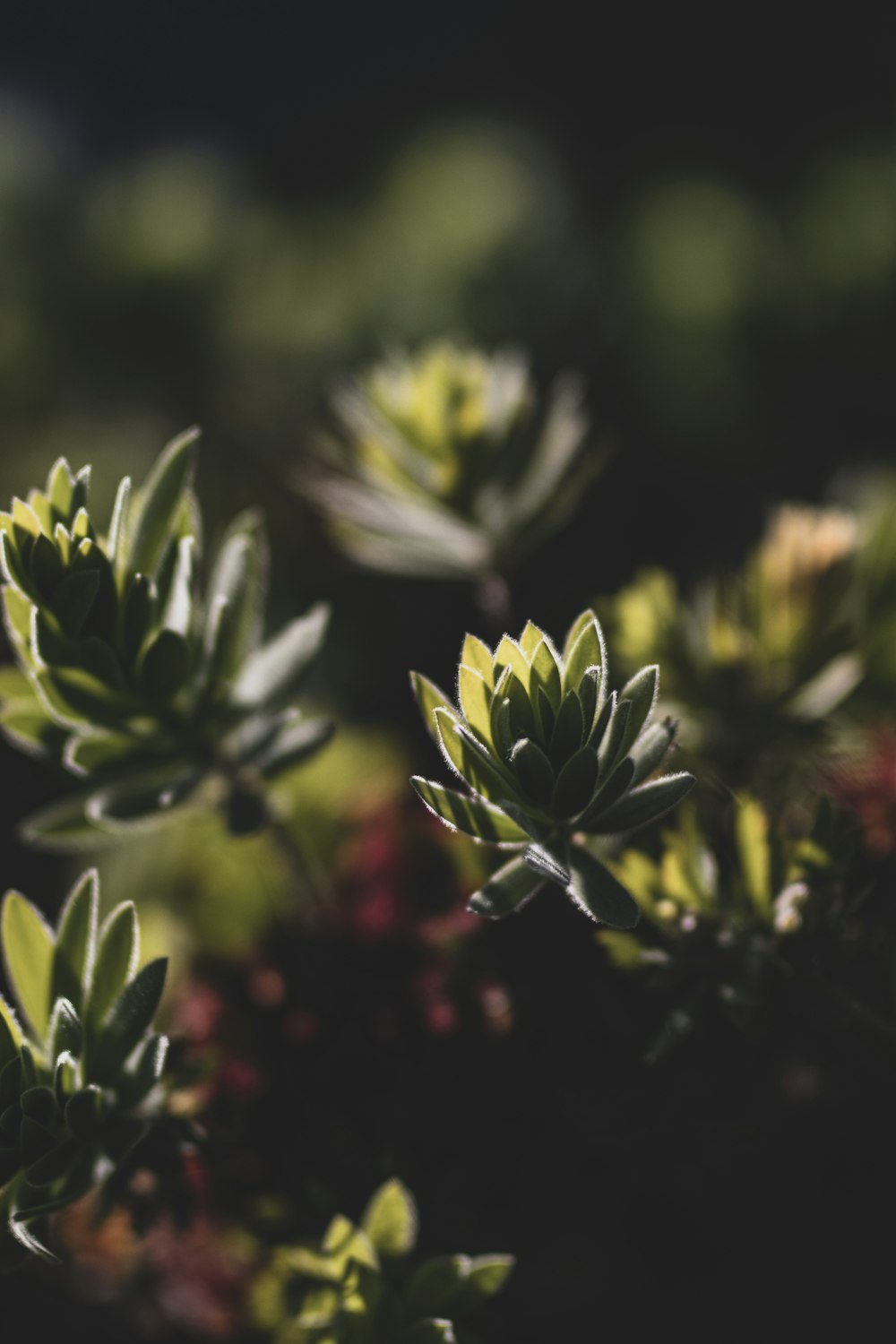 green and yellow flower in tilt shift lens