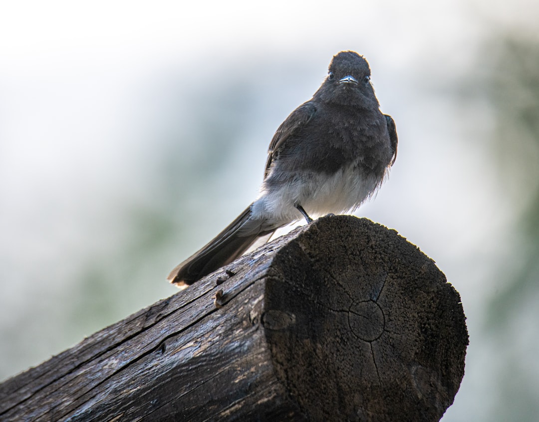black and white bird on brown wood