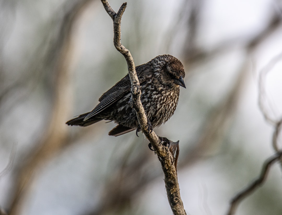 brown bird on brown tree branch