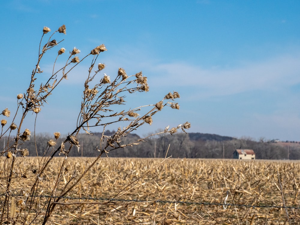 brown grass field during daytime