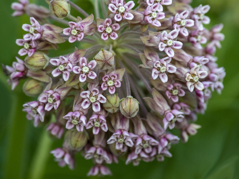 pink and white flower buds