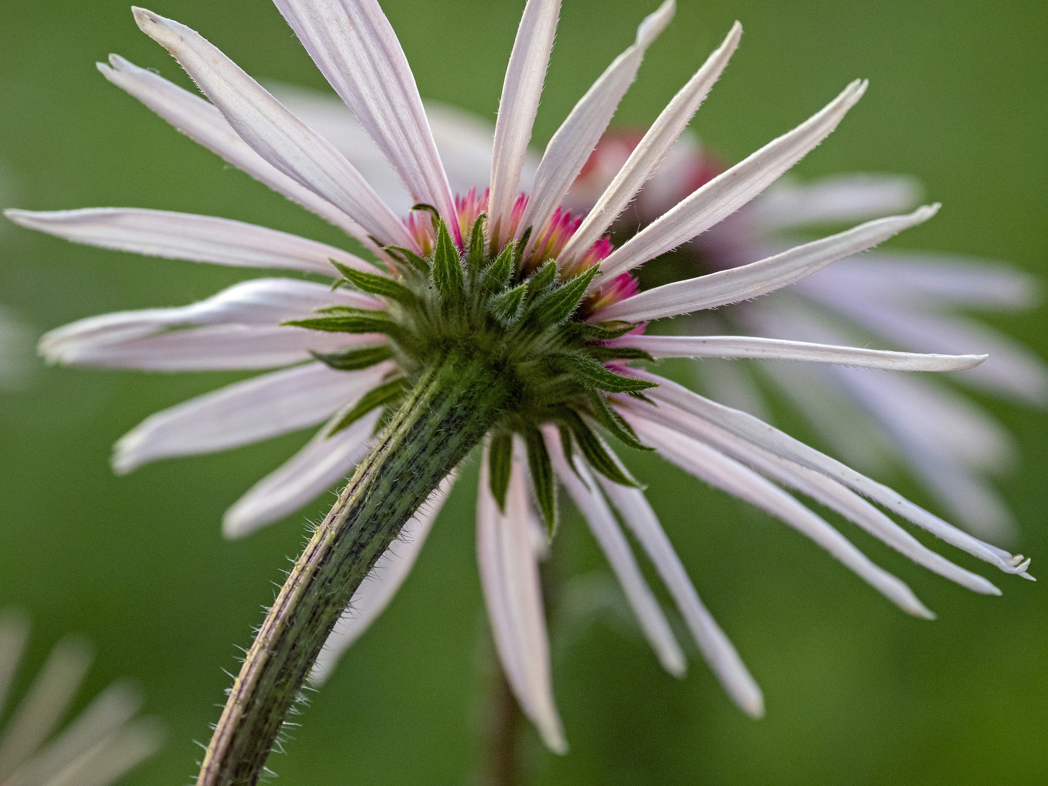 マクロレンズで白とピンクの花の写真 Unsplashで見つけるカンザスの無料写真