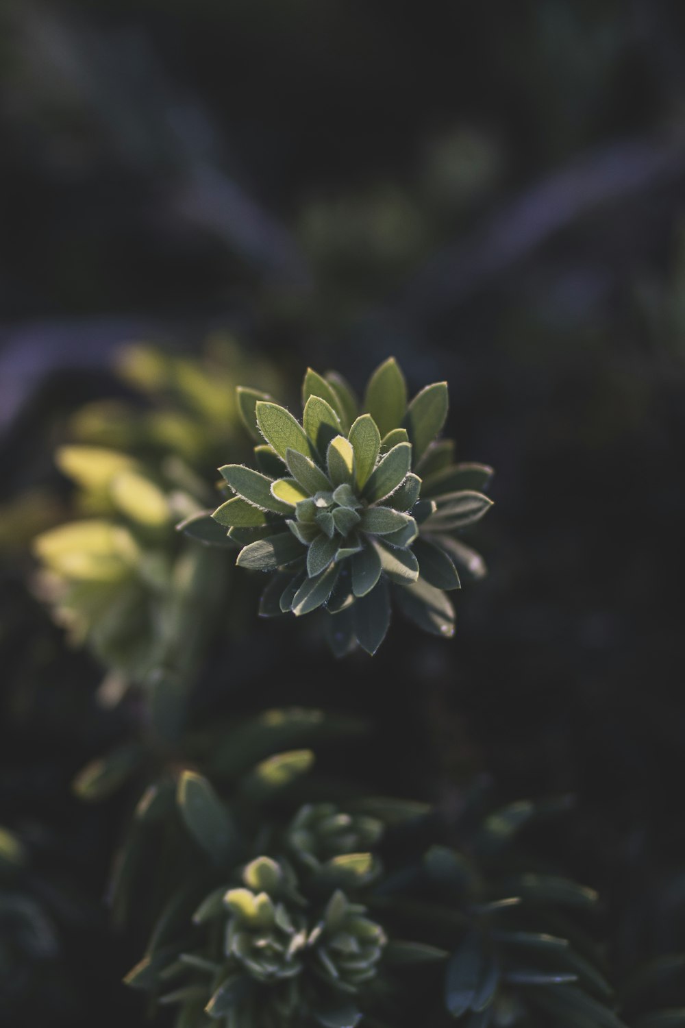 yellow flower in tilt shift lens