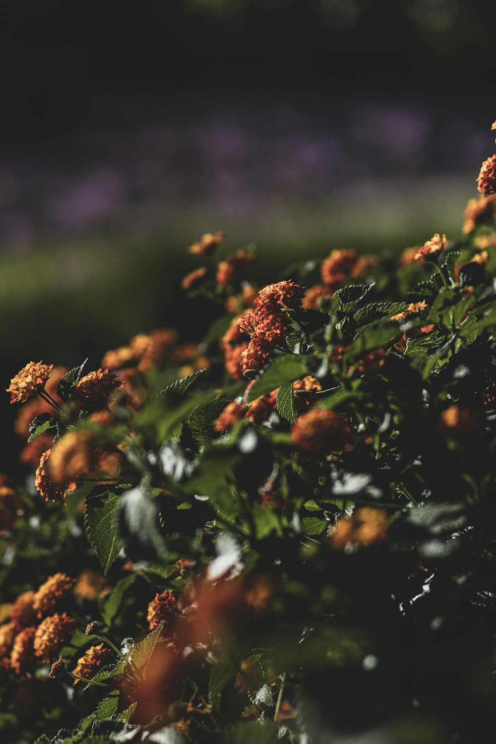 brown and green plant during daytime