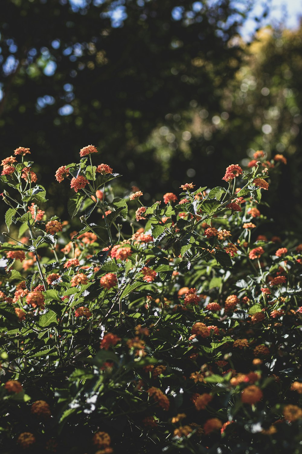 red and green round fruits