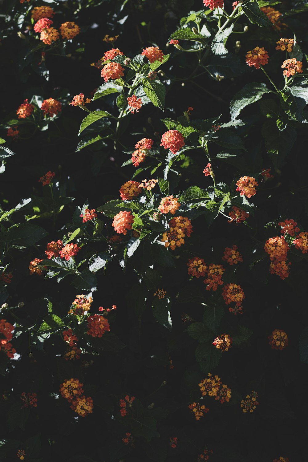 flores rojas y amarillas con hojas verdes