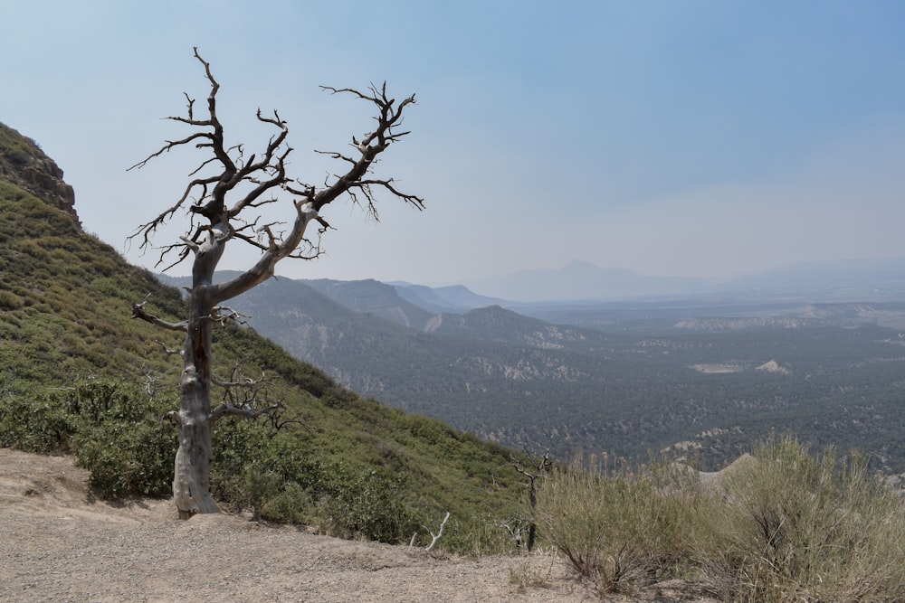 bare tree on green grass field near mountains during daytime