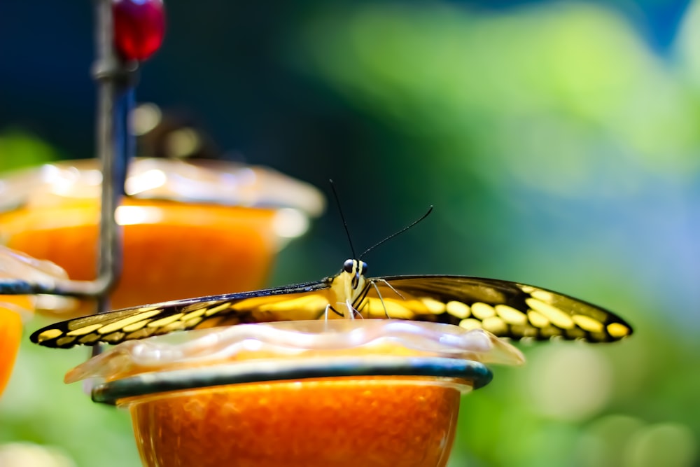black and yellow butterfly on orange fruit