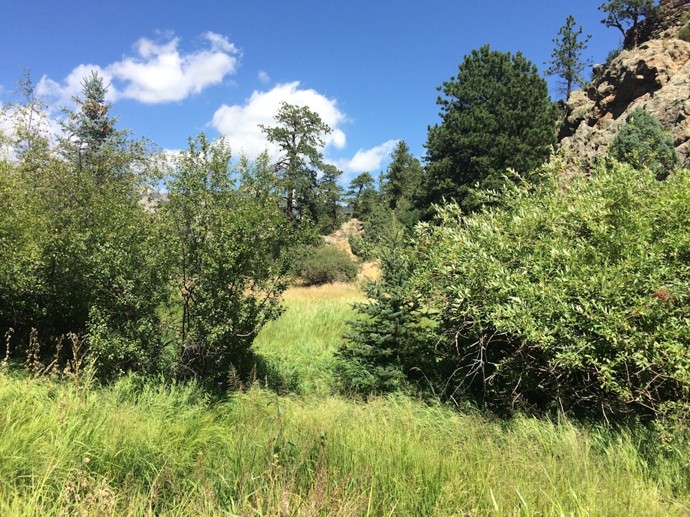 green grass field and green trees under blue sky during daytime