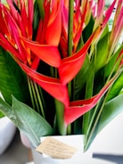 A gift-wrapped potted plant with a handwritten note, ready to brighten someone's day.