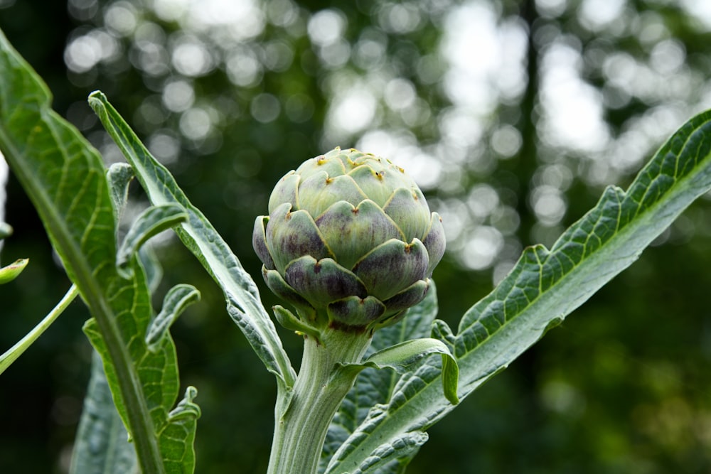 green flower bud in tilt shift lens