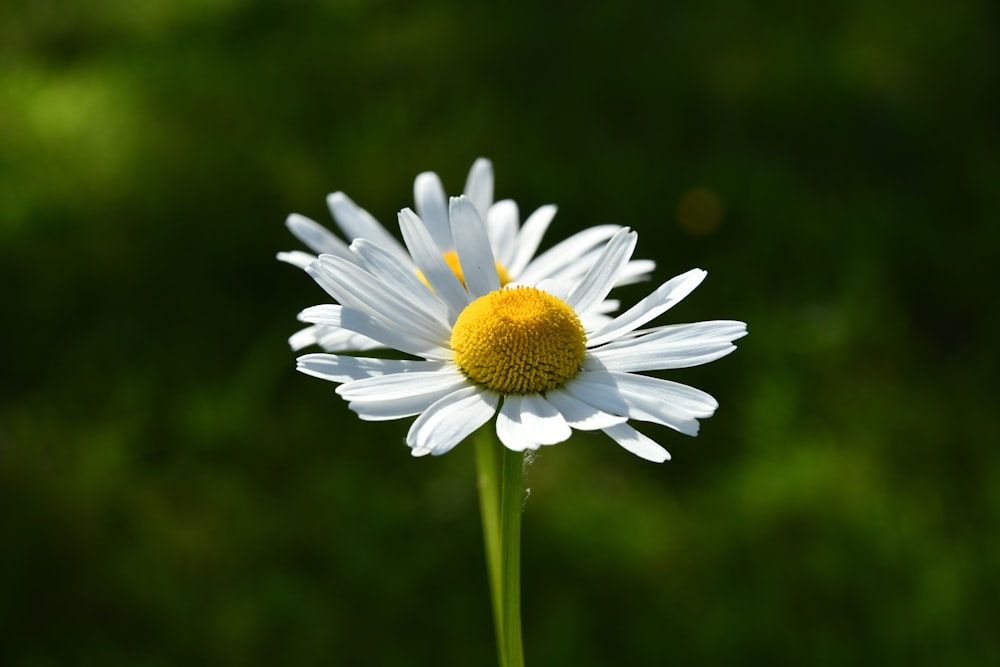 white daisy in bloom during daytime