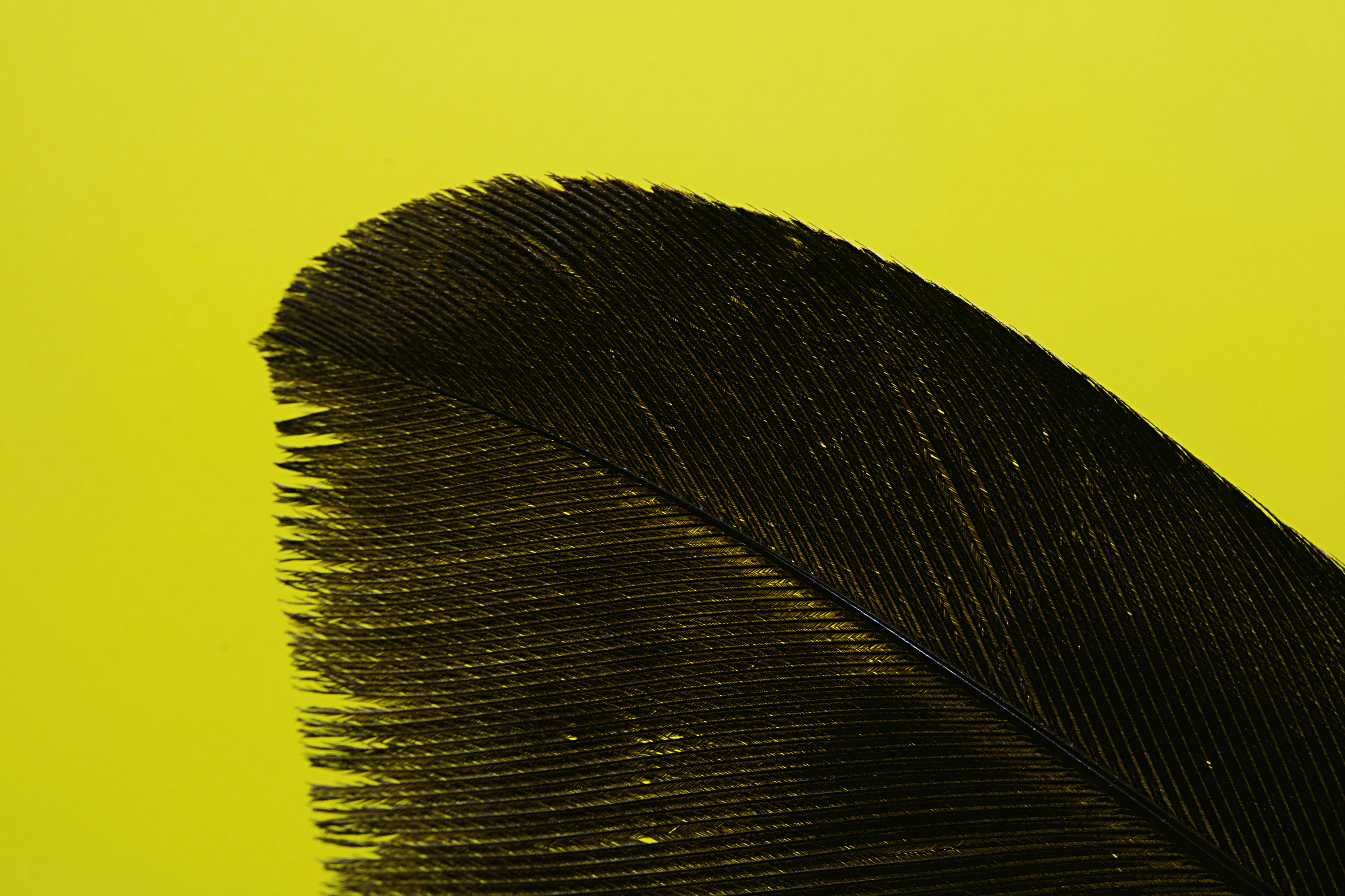 The Feathered Tail That Defied Expectations (image credits: unsplash)