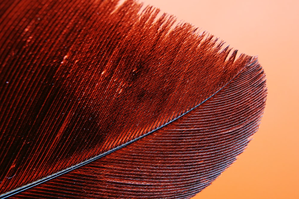 Pluma marrón y negra en fotografía de primer plano