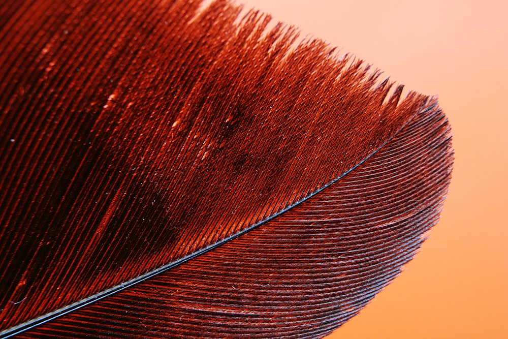 brown and black feather in close up photography