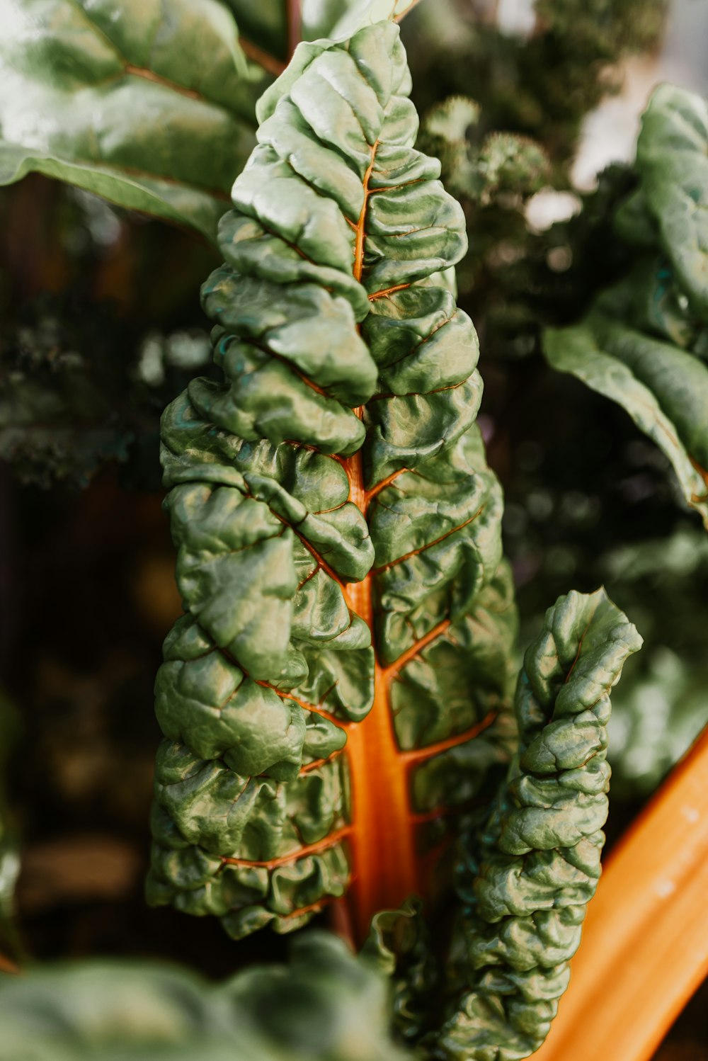 オレンジ色の鉢に緑の植物