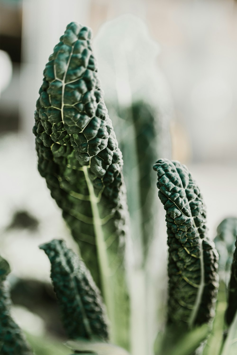 green plant in close up photography