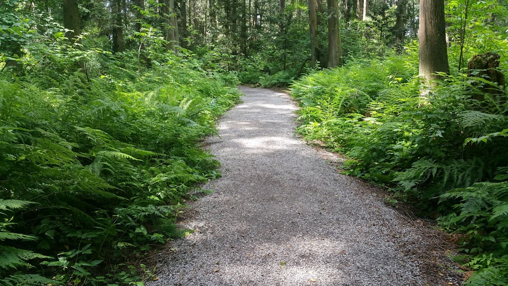 gray pathway between green plants and trees during daytime