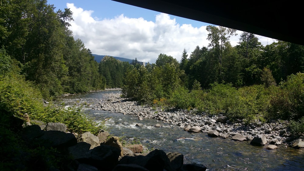 green trees near river during daytime