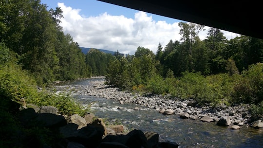 green trees near river during daytime in Capilano River Canada