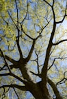 low angle photography of tree during daytime