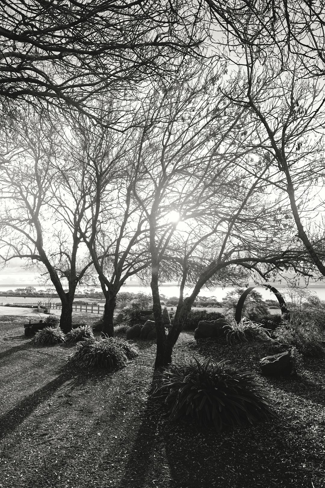 grayscale photo of leafless tree