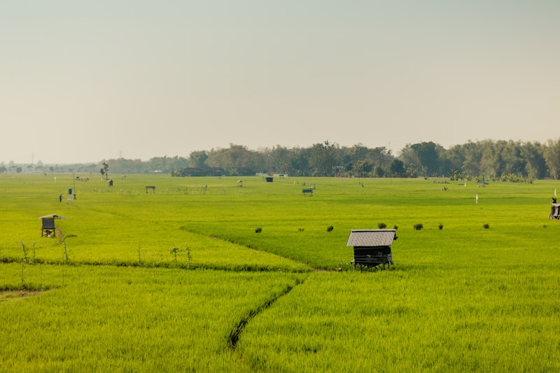 Hamparan sawah hijau khas agri-wisata Indonesia