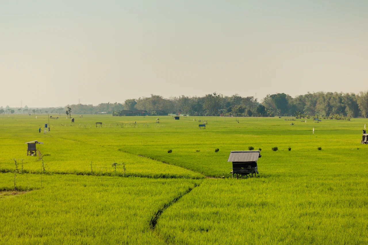 Membeli Sawah untuk Dibangun? Cek Status LP2B dan Lahan Sawah Dilindungi